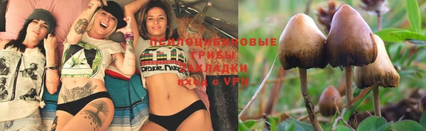 прущие грибы Нягань