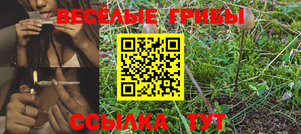 купить наркотики сайты  Галлюциногенные грибы MAGIC MUSHROOMS  Вход с VPN  Котовск  Галлюциногенные грибы GOLDEN TEACHER 